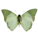 azumy_03greenaestickers