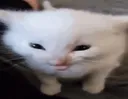 herbert