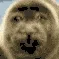 evilseal