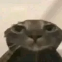 anqy_wetcat
