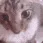 zCatSeizure