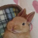 rabbit21