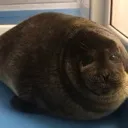 LDIRCM