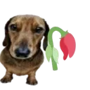 idiowiltedrose
