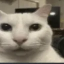 cannycat cannycat