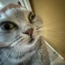 stupidasscat stupidasscat