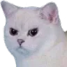 catoangry catoangry