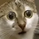 CatStare CatStare