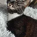 teefs