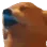 DOGJAM