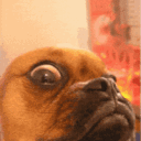 dog7