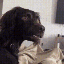 dog0