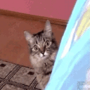 cat8