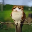 meowl