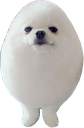 A white, fluffy Pomeranian dog groomed into a smooth, oval egg shape.