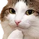 CatThink