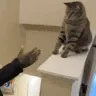 dapcat