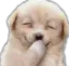1EPupGiggles