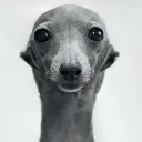 glip