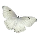 1_whitebfly