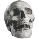 skull