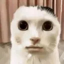What_the_freak