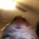 brain_lag