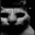 catdespair