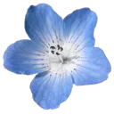 04_blueflower