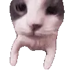 catkiss