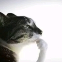 ww_CATthinking Discord emoji