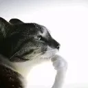 ww_CATthinking
