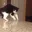 ill_mfcumfightmeow