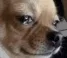 cryindawg