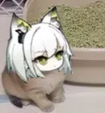 Kal_cat