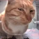 catjudgement