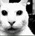 darkcat darkcat