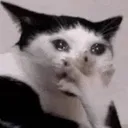 yikescat
