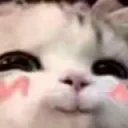 blushycat