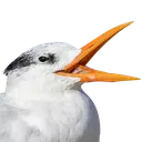 Birdkek