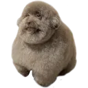 Misc