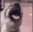 doggo