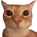 Goob Goob