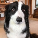 dog Discord emoji