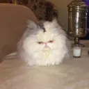 FluffBall