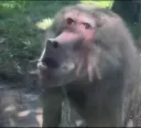 monkeconusled
