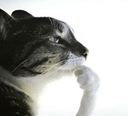 MS_CatThink Discord emoji