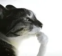 MS_CatThink