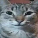 tuffcat