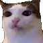 schizy